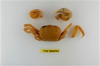 藏品(平掌沙蟹)的圖片